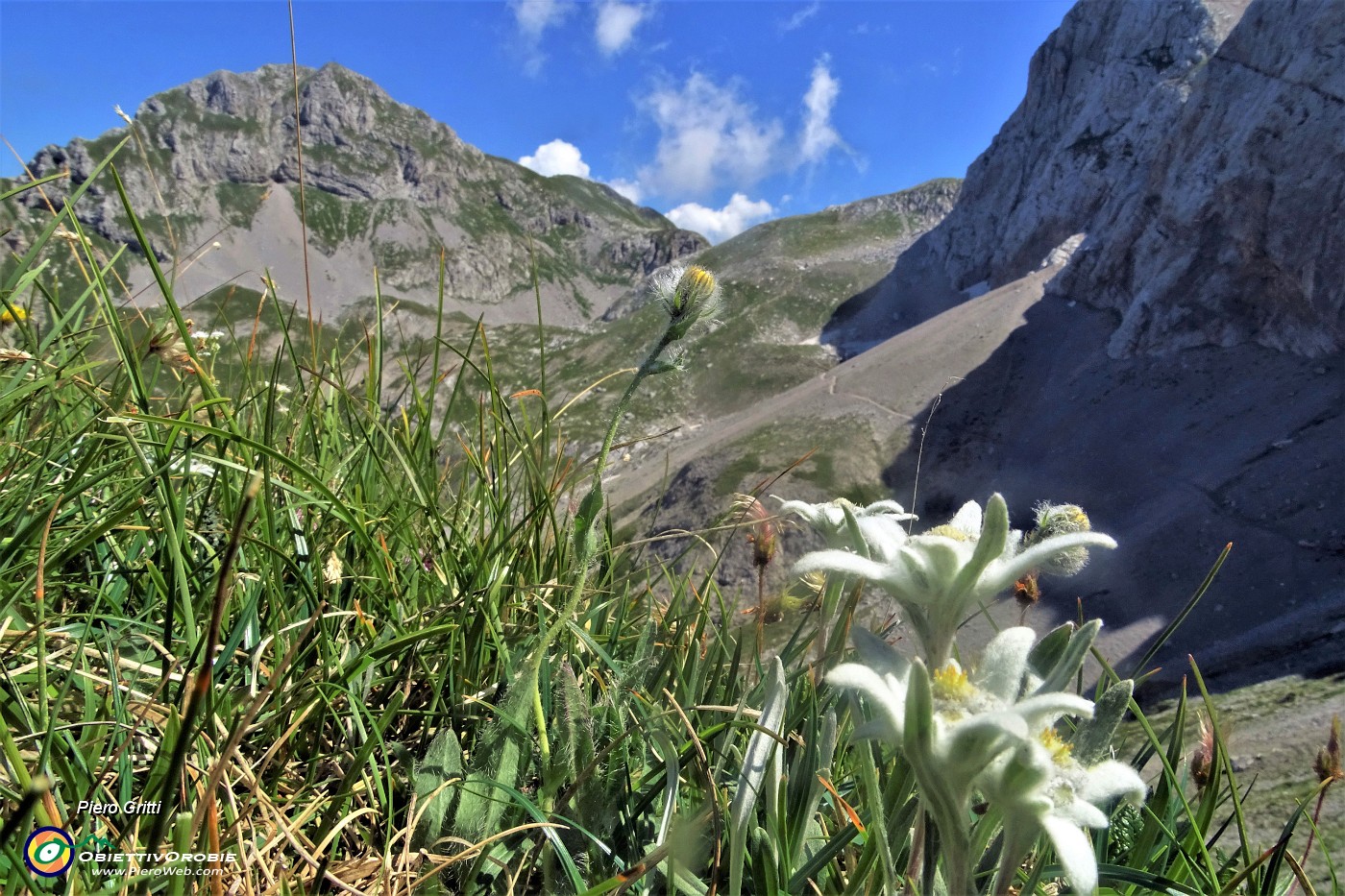 35 Stelle alpine (Leontopodium alpinum) per il Mandrone e la Corna Piana dal Passo di Gabbia (2050 m) .JPG -                                